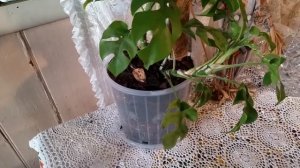 Rhaphidophora Tetrasperma growth