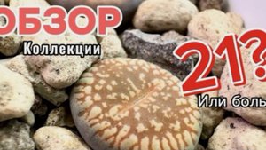 Все мои ЛИТОПСЫ! Обзор коллекции растений🌿 Живые камни💎