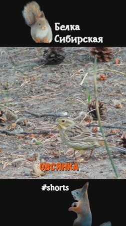 Овсянка ходит по земле