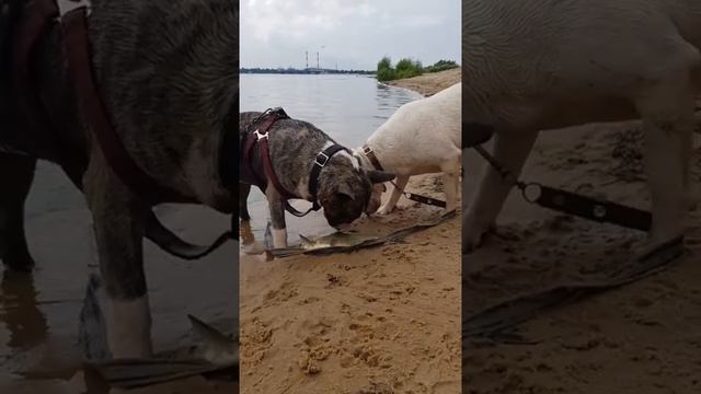 Два бульдога поймали рыбу