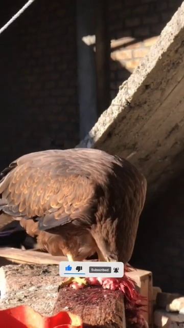 cheel hunting bird eating meal| #falcon #youtubeshorts #youtube #viral смотреть онлайн