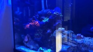 Sumpless reef tank in process