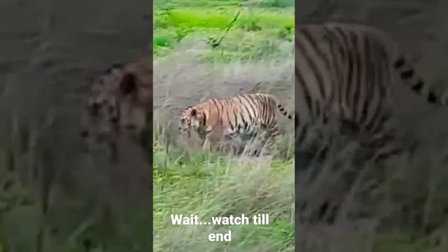 wait...watch till the end#tiger cat walk# junglesafari смотреть онлайн
