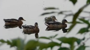 Утки, гуси-лебеди звуки животных