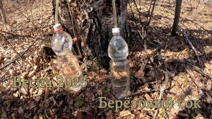 Весна 2025. Берёзовый сок