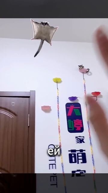 Белка-летяга не умеет летать - интересные факты #shorts #животные #интересно смотреть онлайн