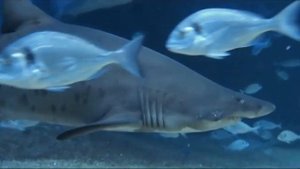Diving with sharks in Mallorca