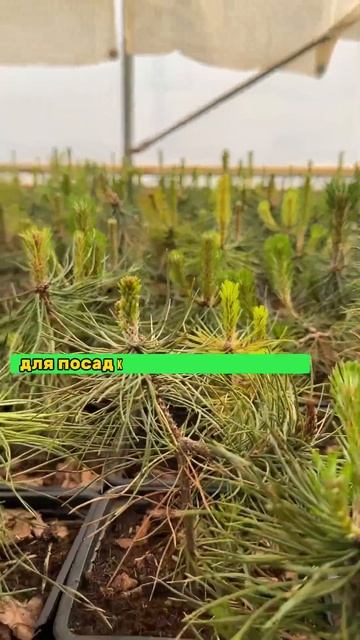 ТОЛЬКО У НАС! Саженцы крымской сосны по очень привлекательным ценам #крымскаясосна #саженцы