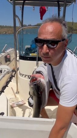 #fishing #bigfish #bluefish #kofana #lüfer #shorts #oltabalıkçılığı #bodrum