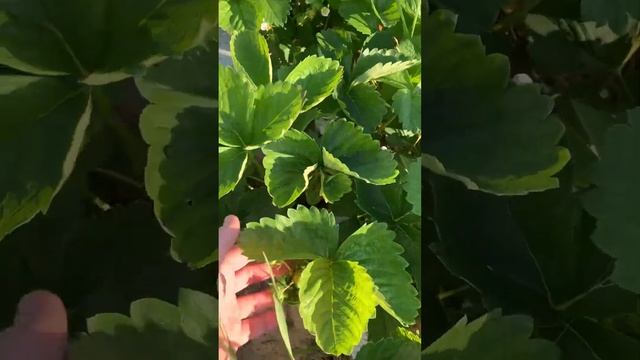 Клубника июнь 23, Флер, Брилла, Элиане, Кимберли, Эльсанта, Клери смотреть онлайн