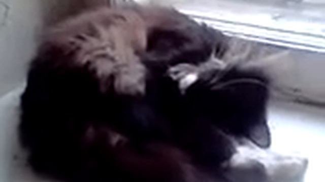 Пук кота
