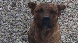 Скитается по окрестностям грустный брошенный пёс