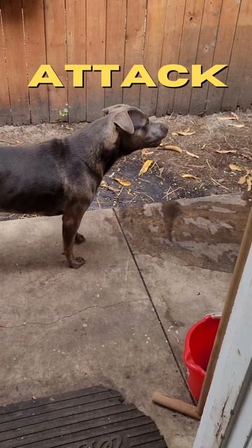 Service Dog 4 Basic Commands #shorts #dog 🐕🦺 смотреть онлайн