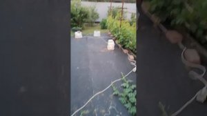 бахча с подогревом в огороде выращивание арбуза.