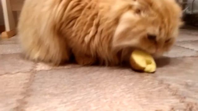 Кот жрет сырую картошку. смотреть онлайн