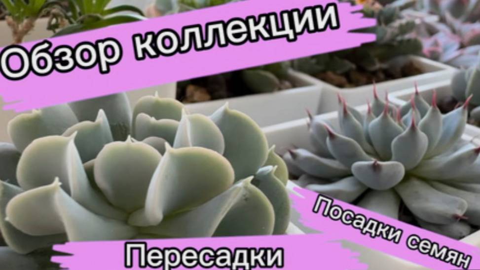Цветочный влог. Обзор коллекции суккулентов. Посадка адениумов. Мое цветочное хобби.