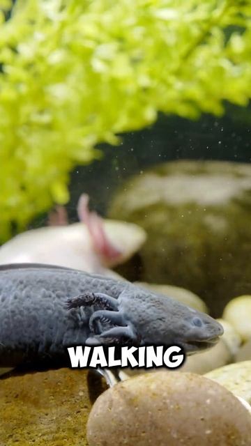 FACTS ABOUT AXOLOTL смотреть онлайн