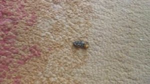 Убиваем осу :-):-):-)