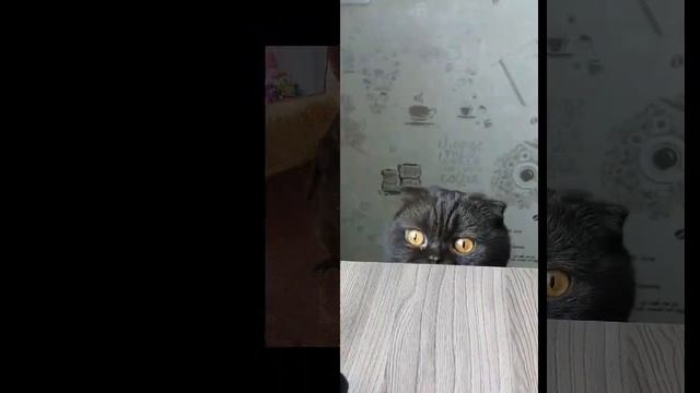 Мой котяшик 😺🥰