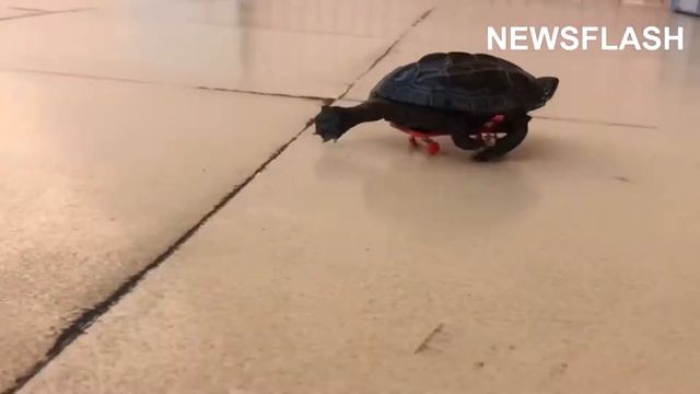Turtles Whizz Around On Little Skateboards смотреть онлайн