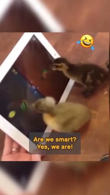 House Of Talents! Funniest Animals Shorts 😂 - Best Cats😹 & Dogs🐶 2023!#97 смотреть онлайн