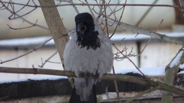 Новогодняя песнь "соловья" смотреть онлайн