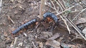 Сколопендра и муравьи