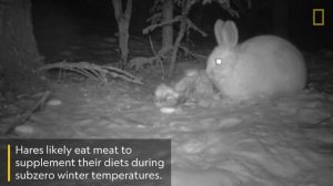 Американские зайцы каннибалы.