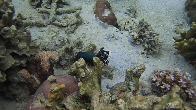 креветка-богомол mantis shrimp смотреть онлайн