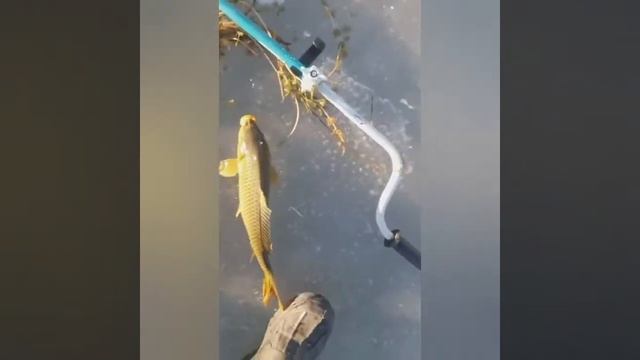 #РЫБАЛКА #САЗАН #ЗМЕЯ ГЛАВА#КАРАС смотреть онлайн