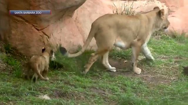Pauline, Santa Barbara Zoo’s lion cub, explores habitat ahead of eventual public premiere смотреть онлайн