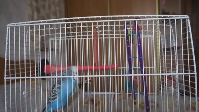 Попугай Илюшка не в настроении вежливо всех посылает!!! смотреть онлайн