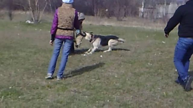 вео Амур(Моня) . первая атака в новом(неубиваемом) ошейнике 26,03,20 смотреть онлайн