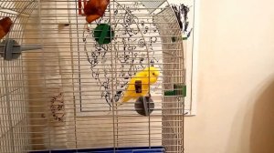 Пение волнистых попугаев