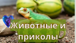 Животные и приколы сборник