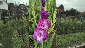 Врата рая #гладиолусы #сортовые