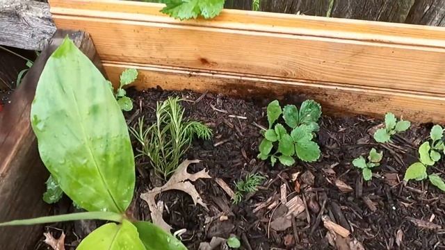 I planted shampoo ginger for the first time!