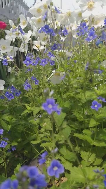 #мояжизнь #природа #жизньпрекрасна #людинужнылюдям #цветы #пениептиц смотреть онлайн