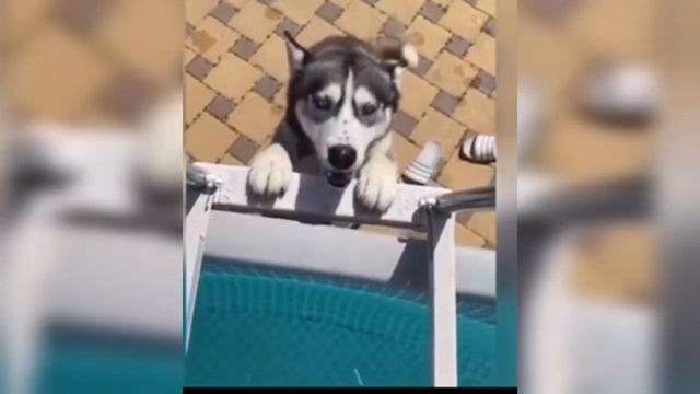 Funny animals / Funny videos смотреть онлайн