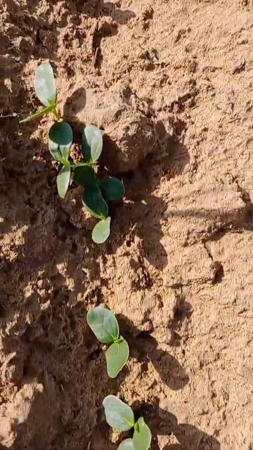 गवर फल क अगत करक 35 दन क अदर गवर फल स अचछ मनफ कम सकत ह