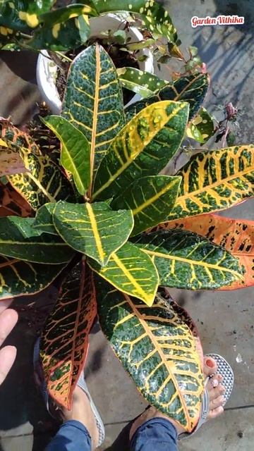 सर्दियों में Croton को बचाने का आसान उपाय/#croton #short #viralshorts #reels #trending #viraltiktok смотреть онлайн