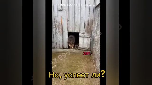 Их убьют, если не вывезти. Усыпалка..закон о смерти .. СОС СБОР НА СПАСЕНИЕ!#всемпособаке#
