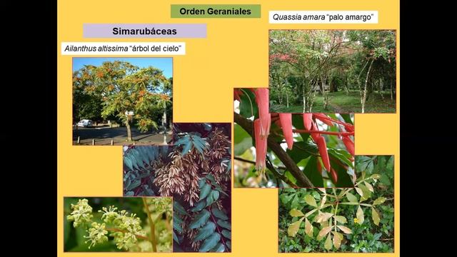 Orden GERANIALES Familias Simarubáceas, Malpigiáceas y Poligaláceas смотреть онлайн