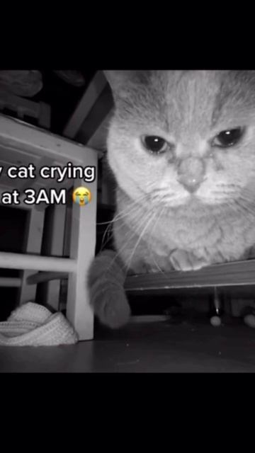 кот плачет в 3 часа ночи shorts