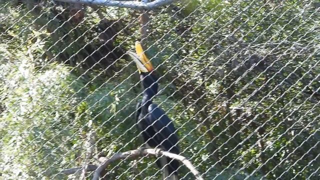 Squawking Rhinoceros Hornbill @ the Los Angeles Zoo смотреть онлайн