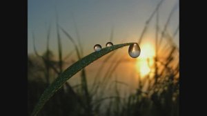 Я росой нарисую