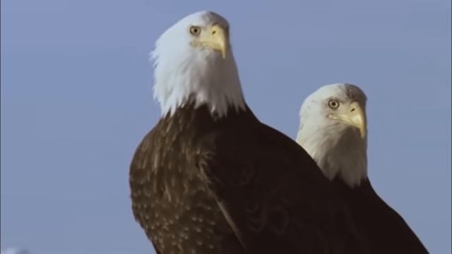 A proud eagle soars in the clouds . Гордый орел парит в облаках смотреть онлайн