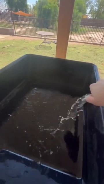 Baby Tortoises Hatching 🐢 смотреть онлайн