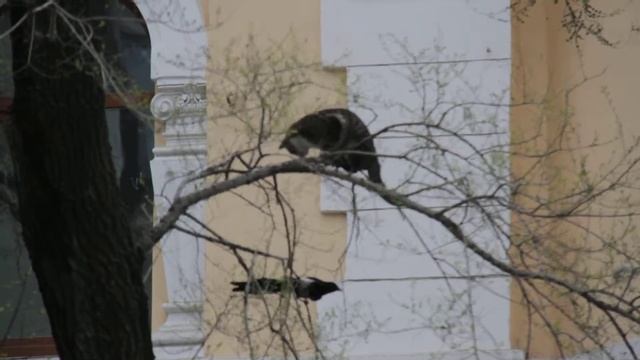 атака на кота смотреть онлайн