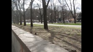 Под каштанами львы